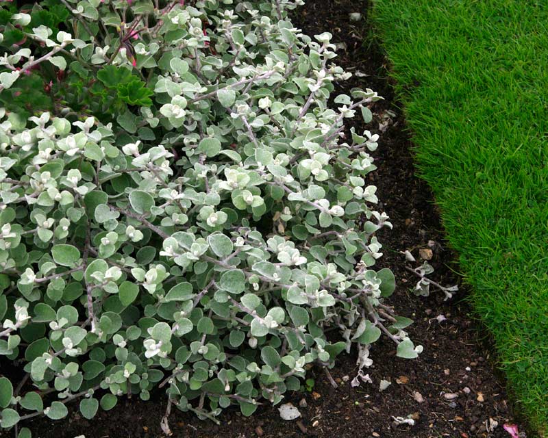 Helichrysum Petiolare ‘Silver Lining’ (Licorice Plant)