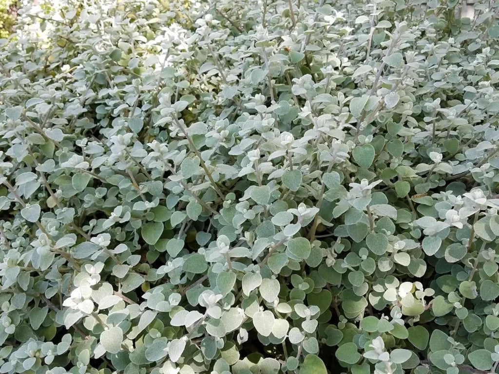 Helichrysum Petiolatum (Licorice Plant)