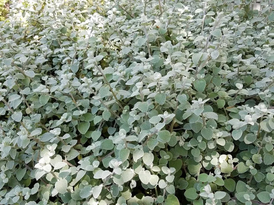 Helichrysum Petiolatum (Licorice Plant)
