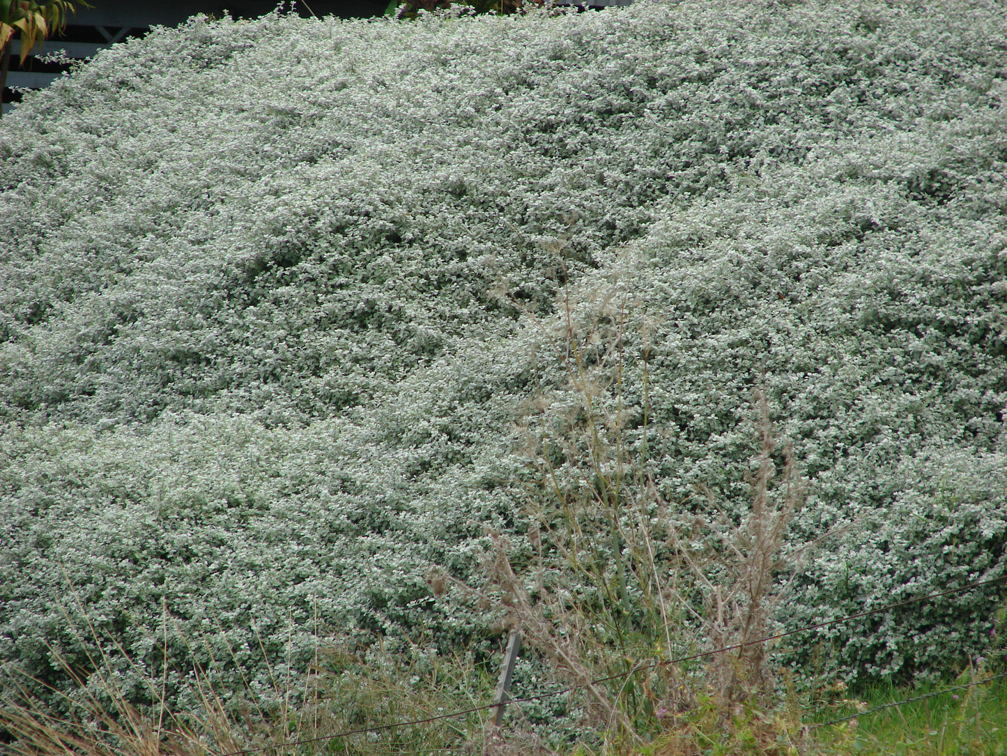 Helichrysum Petiolare Dwarf (Dwarf Licorice Plant)