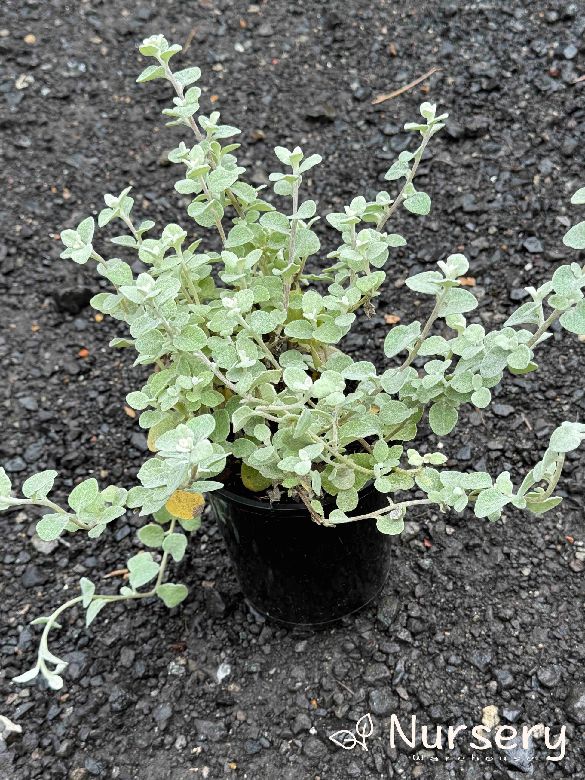 licorice plant indoors Licorice Plant – Aromatic Silver Foliage