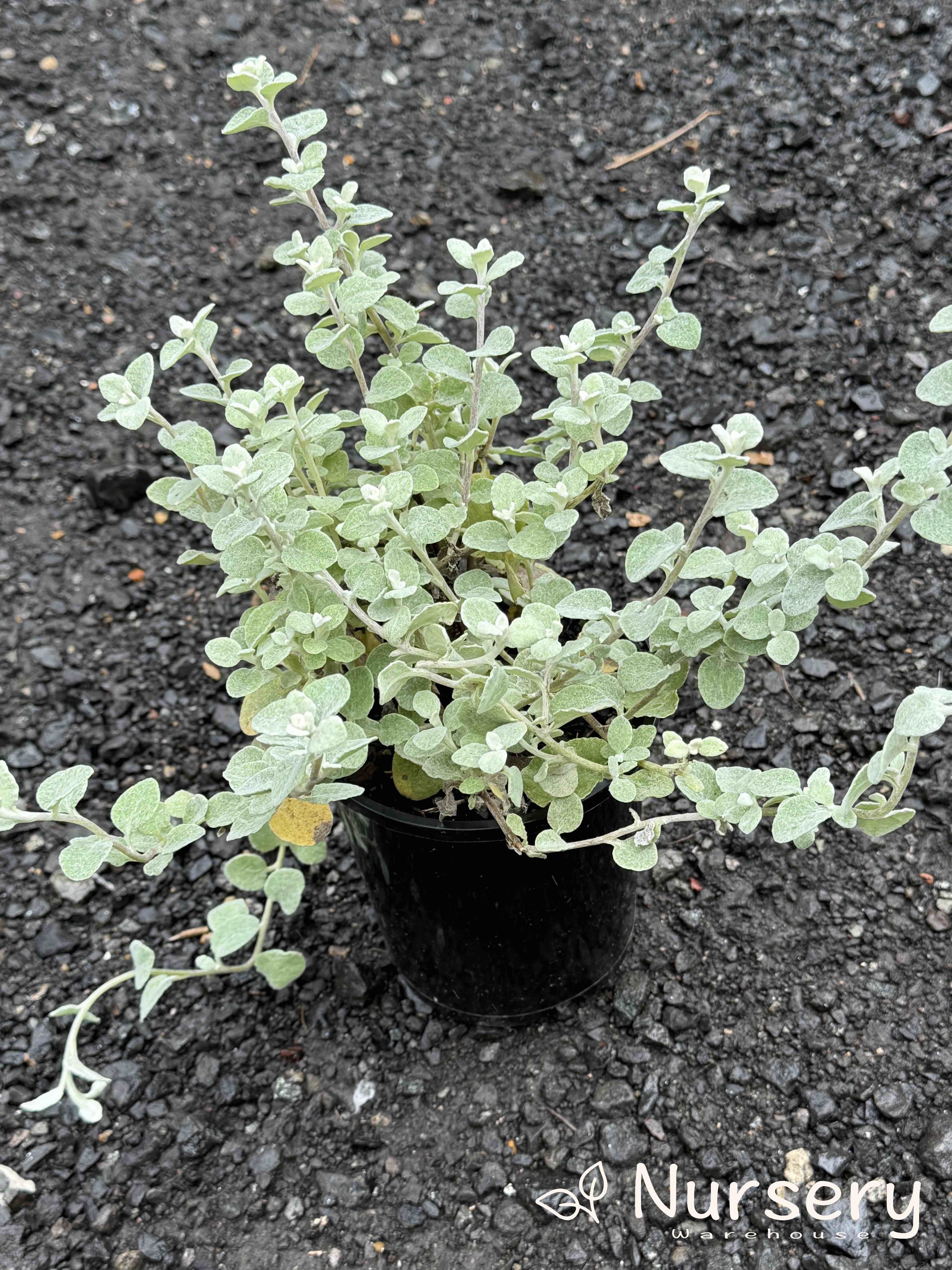 Licorice Plant Licorice Plant Helichrysum Petiolare Silver From Licorice Plant Licorice Plant Helichrysum Petiolare Silver From