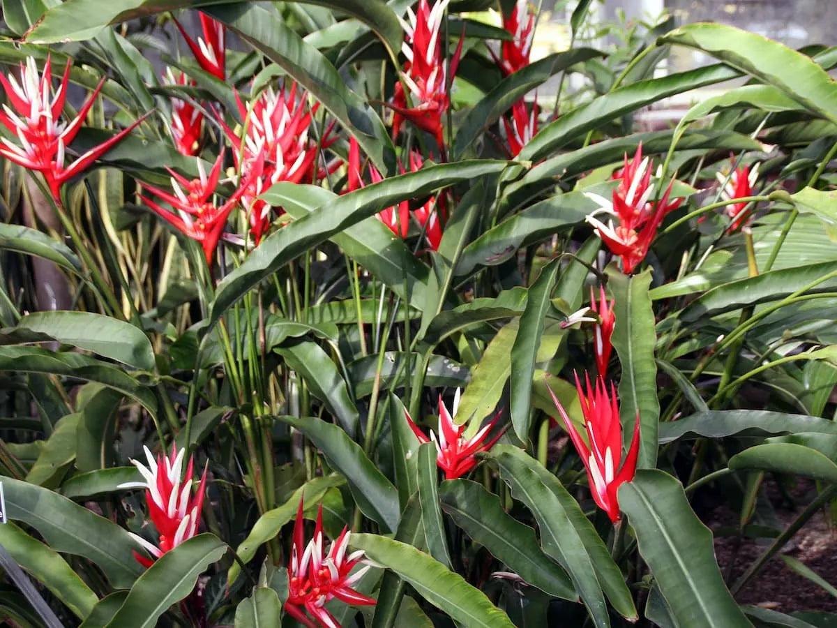 Heliconia Angusta