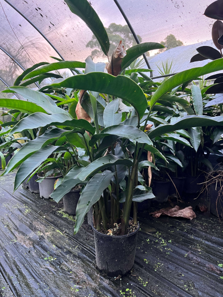 Heliconia Angusta (Red Christmas)