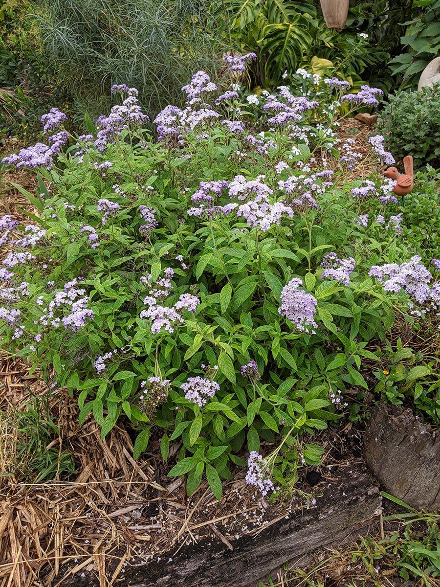 Heliotropium Arborescens ‘Cherry Pie’ (Cherry Pie Heliotrope)