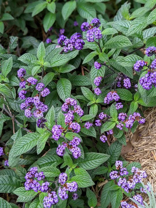 Heliotropium Arborescens ‘Cherry Pie’ (Cherry Pie Heliotrope)