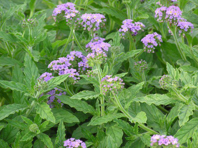 Heliotropium Arborescens ‘Cherry Pie’ (Cherry Pie Heliotrope)