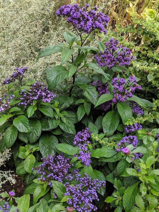 Heliotropium Arborescens 'Lord Roberts' (Lord Roberts Heliotrope)