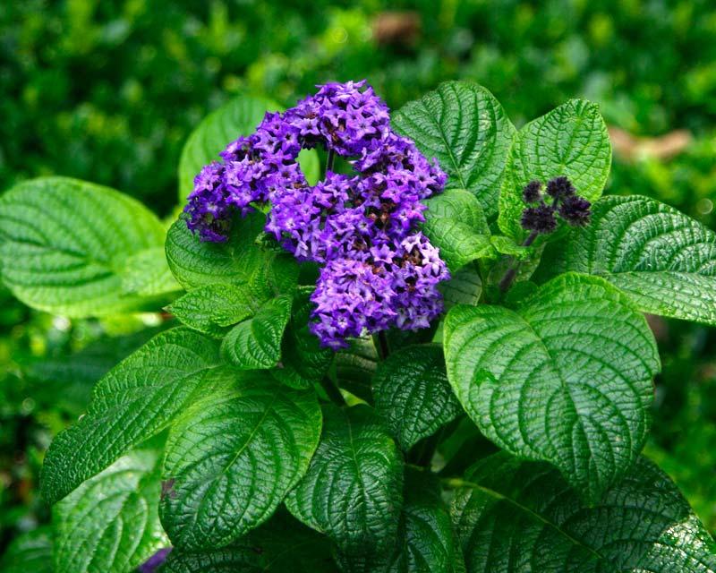 Heliotropium Arborescens 'Lord Roberts' (Lord Roberts Heliotrope)