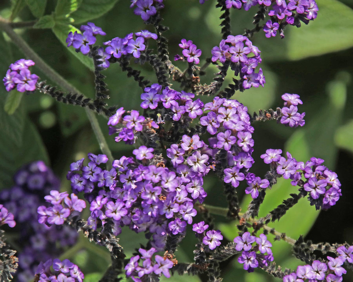 Heliotropium Arborescens 'Lord Roberts' (Lord Roberts Heliotrope)
