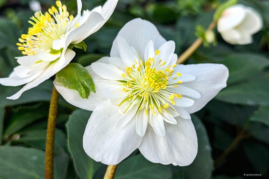 Helleborus Niger 'Snowdrift' (Snowdrift Christmas Rose)