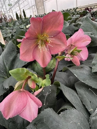 Helleborus 'Ice N Roses® Pink Frost' (Pink Frost Lenten Rose)