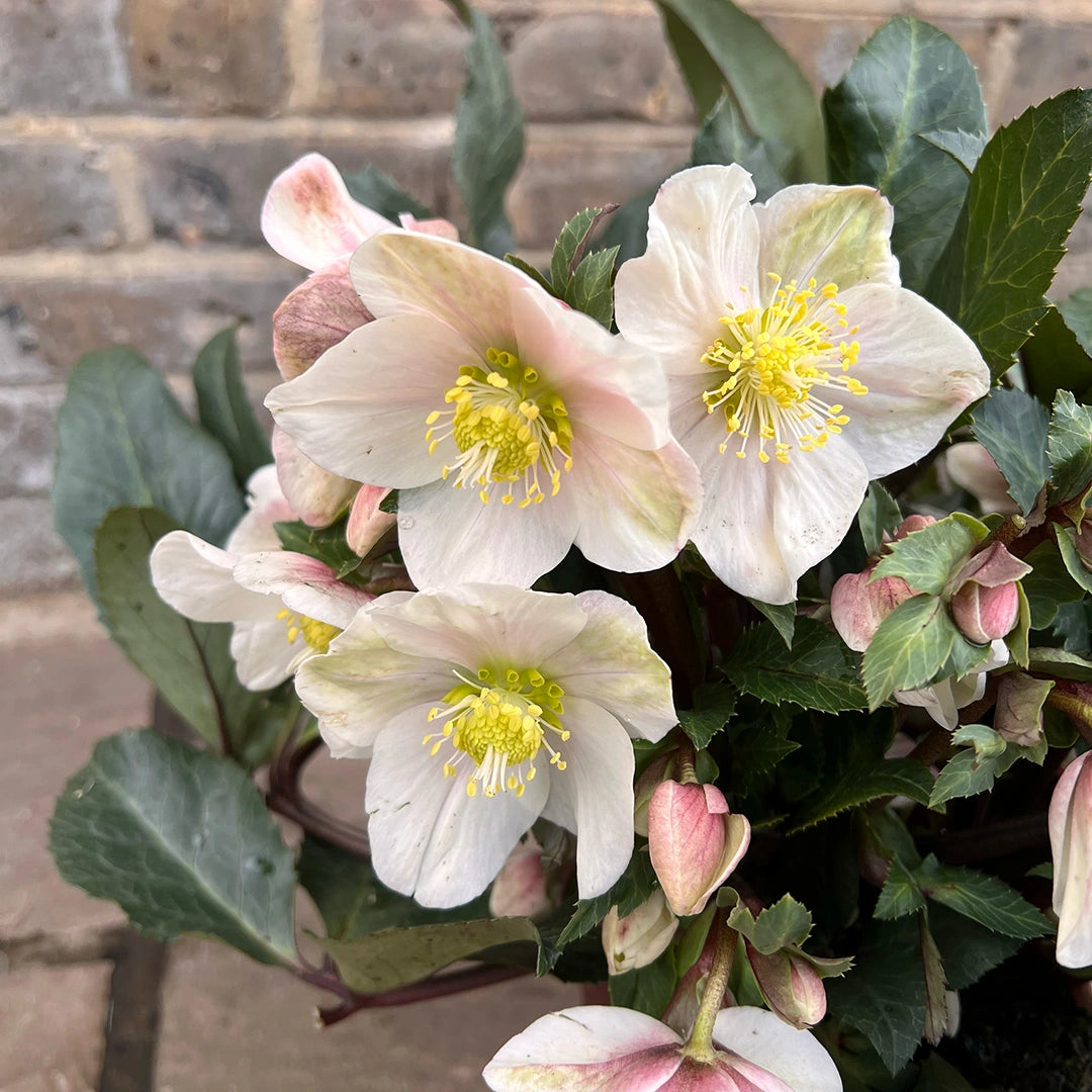 Helleborus × Ericsmithii HGC® ‘Shooting Star’ (Hellebore)