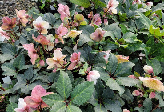 Helleborus × Ericsmithii HGC® ‘Shooting Star’ (Hellebore)