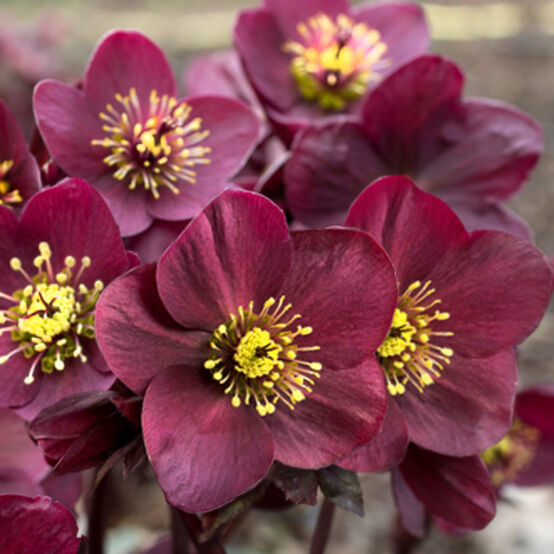 Helleborus × Glandorfensis HGC® Ice N’ Roses® Amarela (Hellebore)