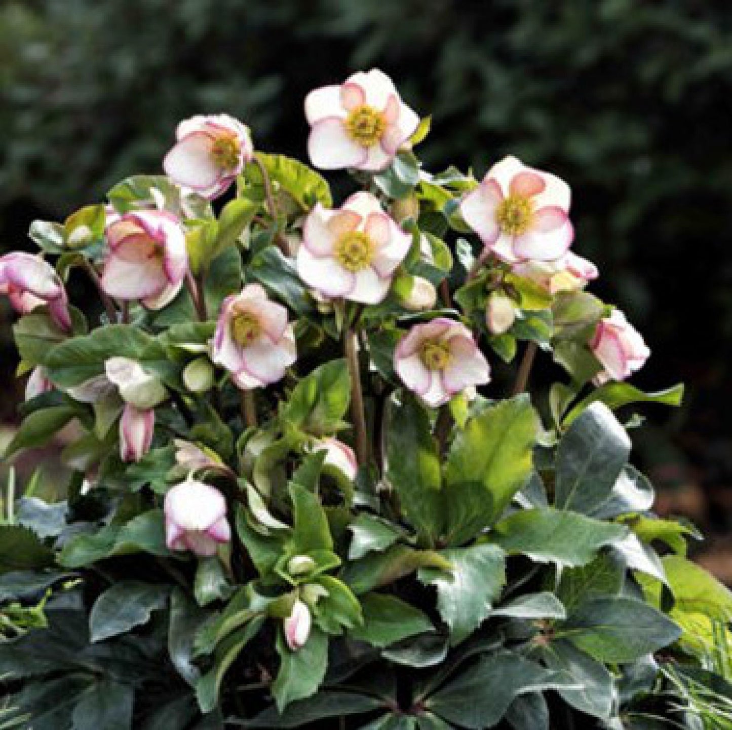 Helleborus × Glandorfensis HGC® Ice N’ Roses® Amarela (Hellebore)