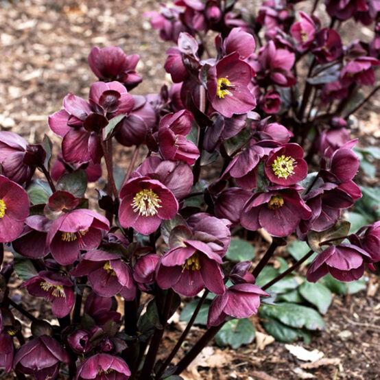 Helleborus × Glandorfensis HGC® Ice N’ Roses® ‘Barolo’ (Hellebore)