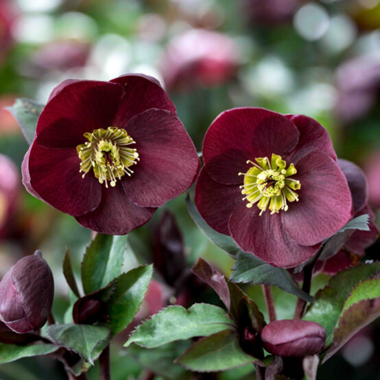 Helleborus × Glandorfensis HGC® Ice N’ Roses® ‘Barolo’ (Hellebore)