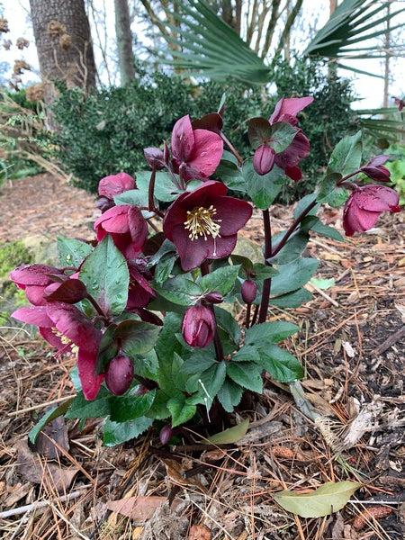 Helleborus × Glandorfensis HGC® Ice N’ Roses® ‘Barolo’ (Hellebore)
