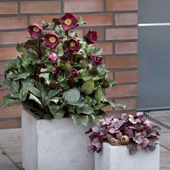 Helleborus × Glandorfensis HGC® Ice N’ Roses® ‘Barolo’ (Hellebore)