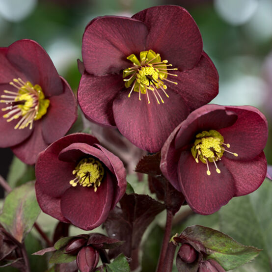 Helleborus × Glandorfensis HGC® Ice N’ Roses® ‘Merlot’ (Hellebore)