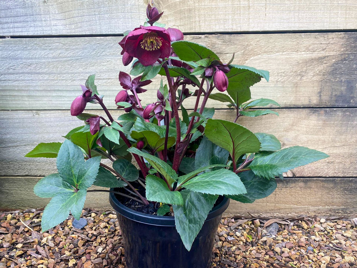 Helleborus × Glandorfensis HGC® Ice N’ Roses® ‘Merlot’ (Hellebore)