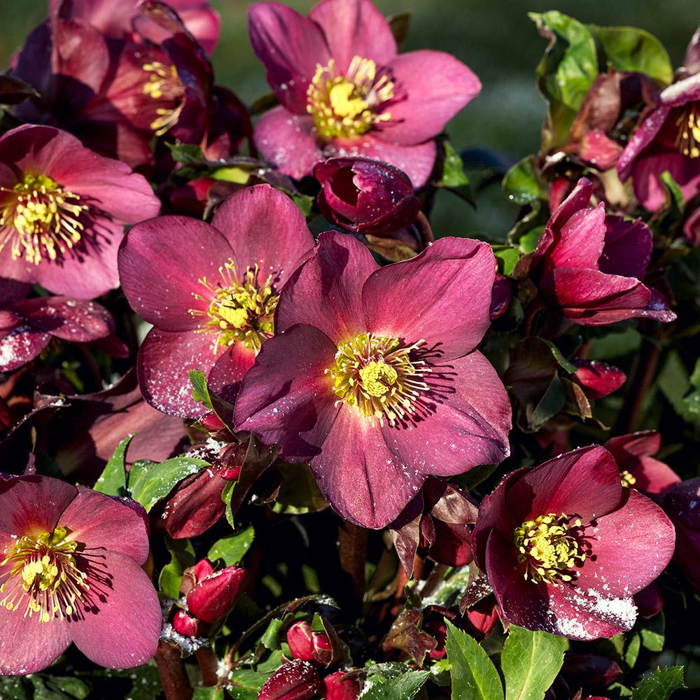 Helleborus × Glandorfensis HGC® Ice N’ Roses® ‘Merlot’ (Hellebore)