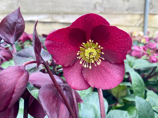 Helleborus × Glandorfensis HGC® Ice N’ Roses® ‘Merlot’ (Hellebore)