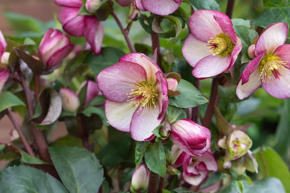 Helleborus × Glandorfensis HGC® Ice N’ Roses® ‘Rosado’ (Hellebore)