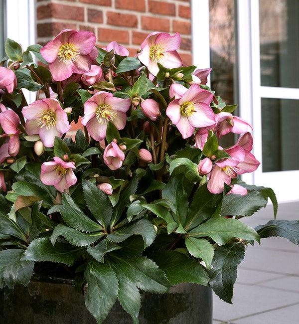 Helleborus × Glandorfensis HGC® Ice N’ Roses® ‘Rosado’ (Hellebore)
