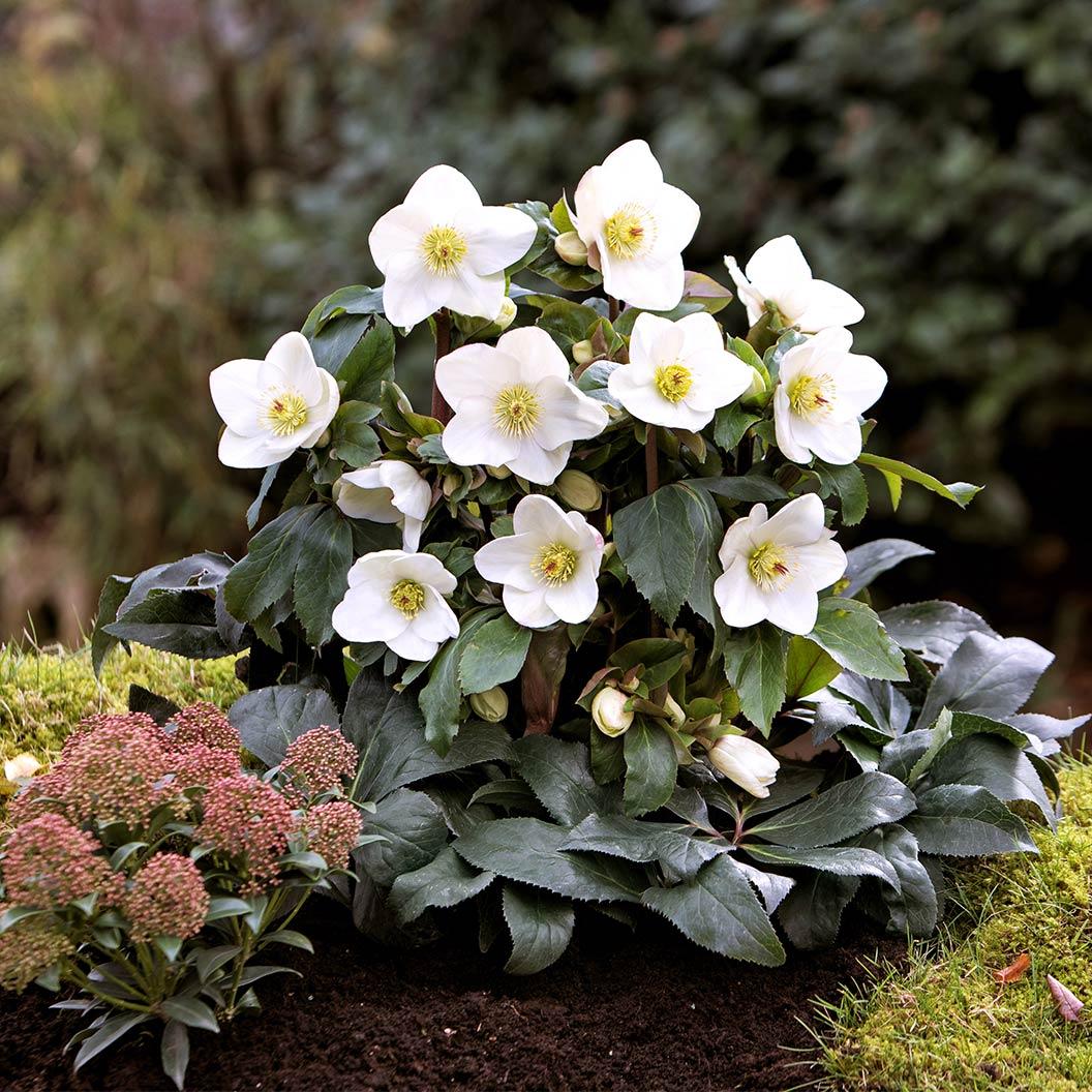 Helleborus × Glandorfensis ‘Ice N’ Roses® White’ (Lenten Rose)