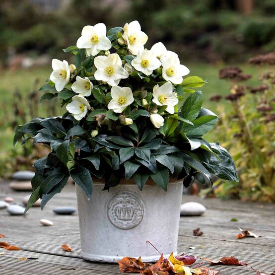 Helleborus × Glandorfensis ‘Ice N’ Roses® White’ (Lenten Rose)