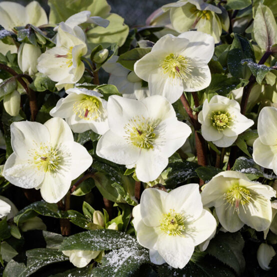 Helleborus × Glandorfensis ‘Ice N’ Roses® White’ (Lenten Rose)