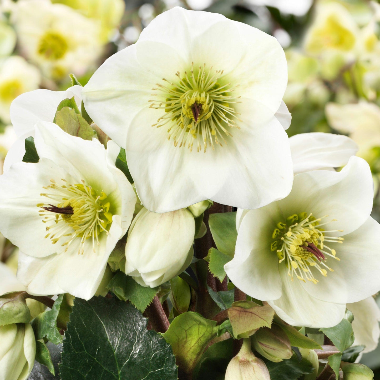 Helleborus × Glandorfensis ‘Ice N’ Roses® White’ (Lenten Rose)