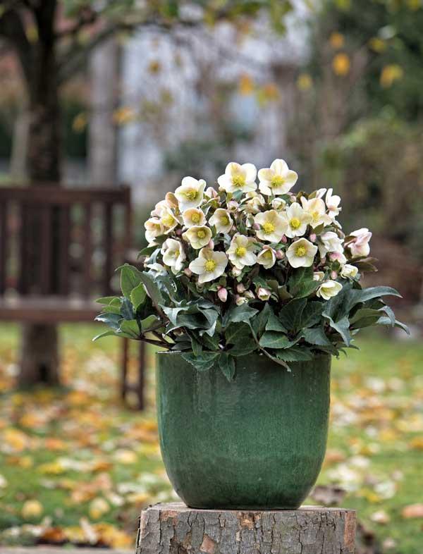 Helleborus × Glandorfensis 'Marlon' (Gold Collection® Marlon Lenten Rose)