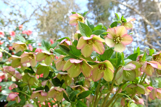 Helleborus × Glandorfensis 'Marlon' (Gold Collection® Marlon Lenten Rose)