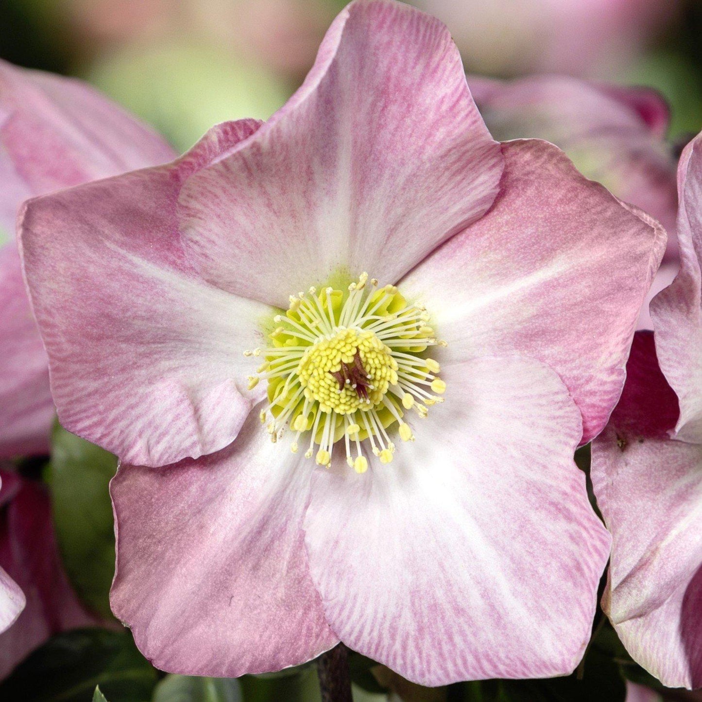 Helleborus × Lemperii ‘Winter Ballet Katie’ (Hellebore)