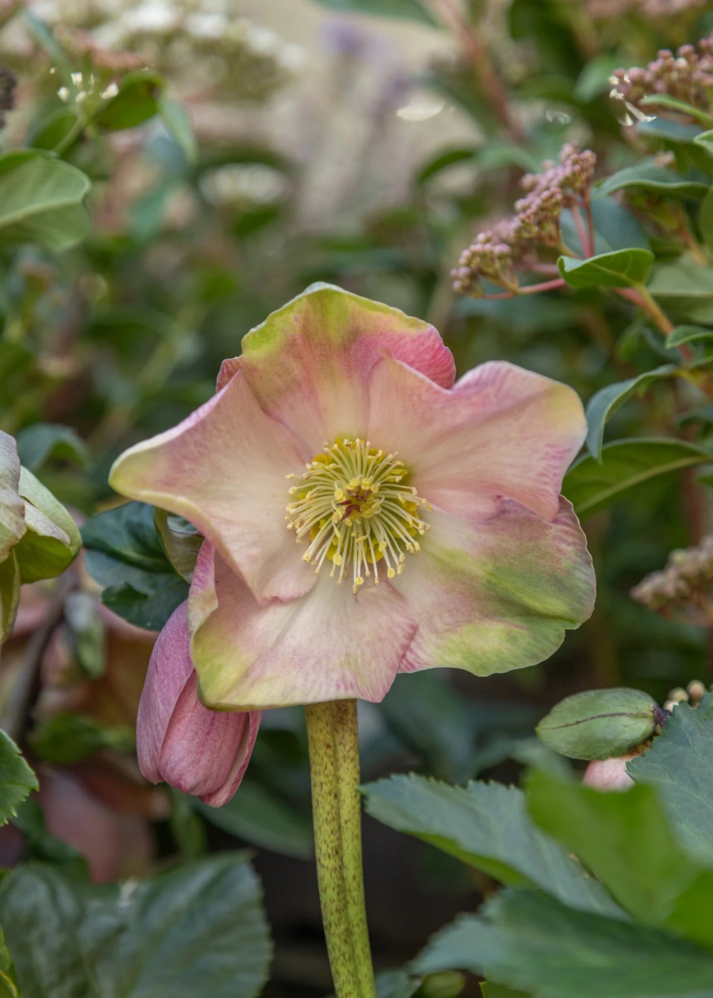 Helleborus × Lemperii ‘Winter Ballet Katie’ (Hellebore)