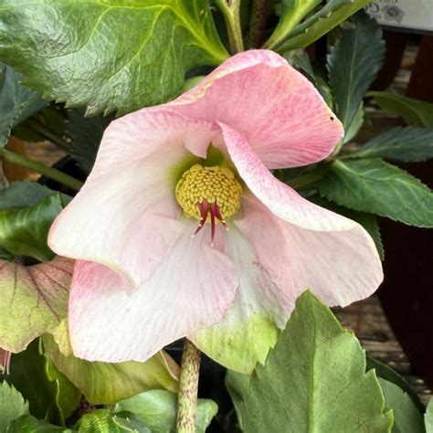 Helleborus × Lemperii ‘Winter Ballet Katie’ (Hellebore)