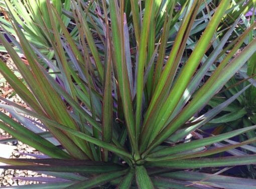 Dracaena Marginata 'Black Knight' (Black Knight Dragon Tree)