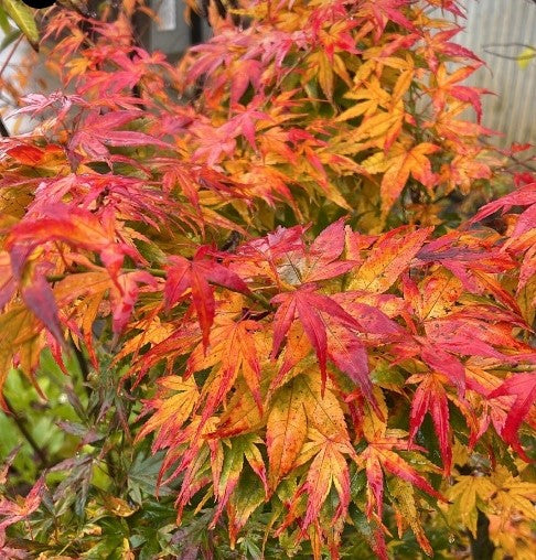 Acer Palmatum 'Mikawa Yatsubusa' (upright)