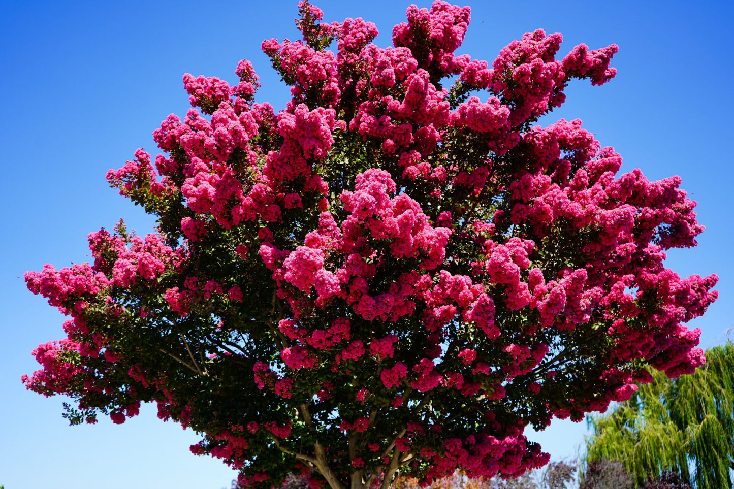 Lagerstroemia Tonto (Crepe Myrtle Tonto)