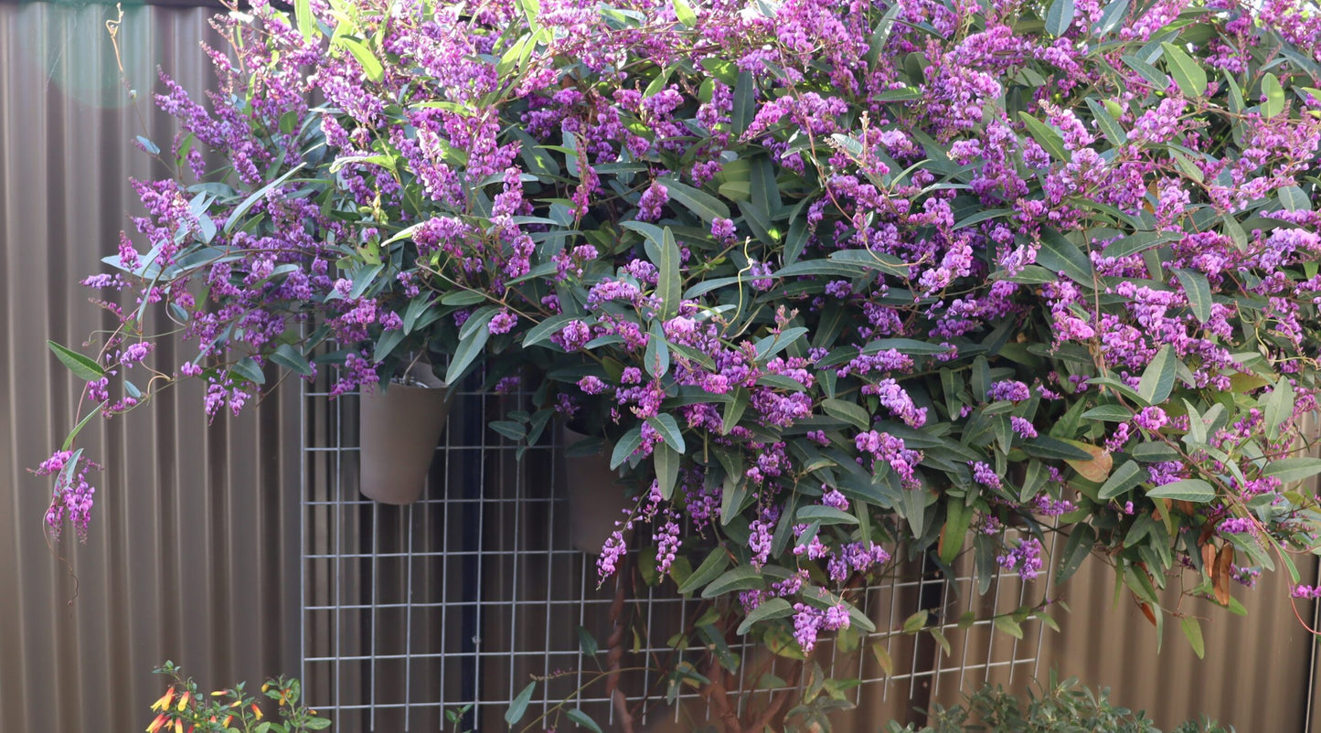 Hardenbergia Violacea 'Happy Wanderer' (Happy Wanderer)