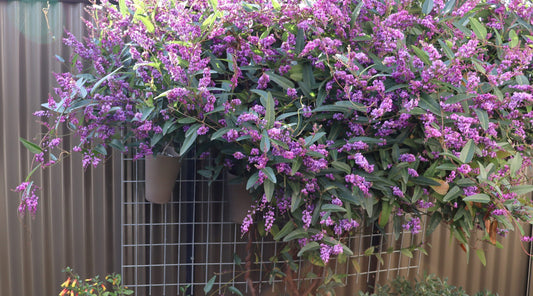 Hardenbergia Violacea 'Happy Wanderer' (Happy Wanderer)