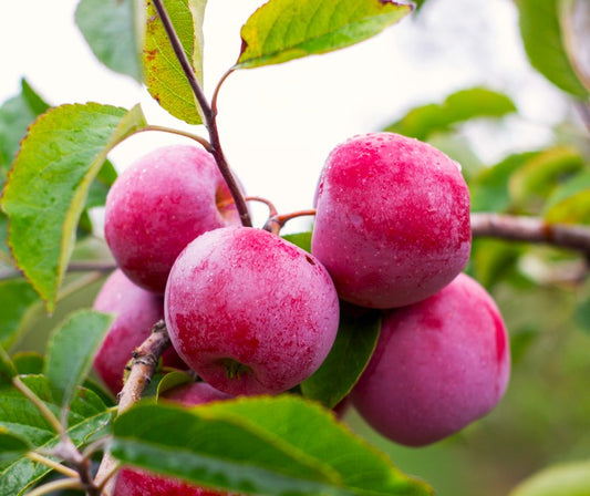 Malus Domestica 'Jonathan' (Semi-Dwarf Jonathan Apple)