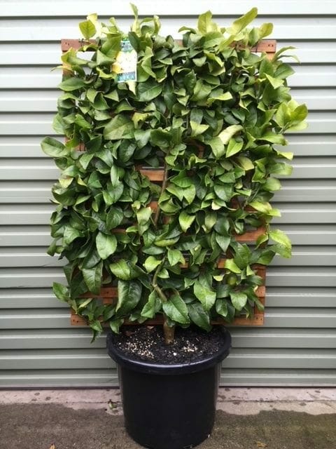 Citrus Limon 'Eureka' (Eureka Lemon Espalier)