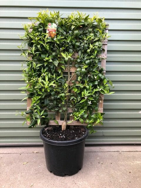 Citrus reticulata ‘Imperial’ (Imperial Mandarin Espalier)