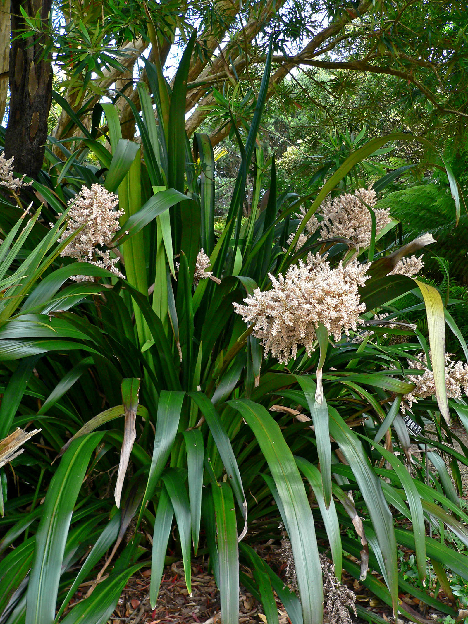 australian native white lily Helmholtzia Glaberrima (Stream Lily) – Lush Tropical Beauty