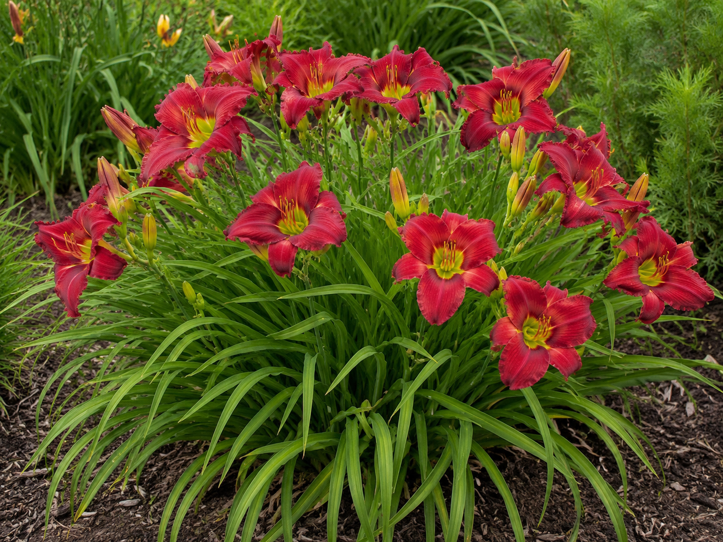 Hemerocallis ‘Saucy Rogue’ (Saucy Rogue Daylily)