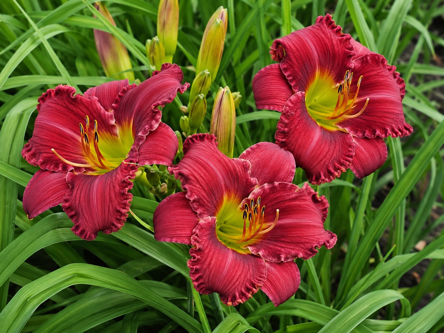 Hemerocallis ‘Saucy Rogue’ (Saucy Rogue Daylily)
